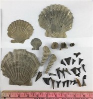 Fossils: Scallop & Turritella Shells + Shark Teeth
