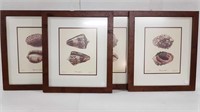 4 FRAMED LIMITED EDITION SHELL PRINTS