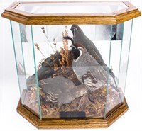 Taxidermy Quail in Glass Display Case