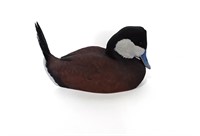 Tony Bendig's Rudy Duck Decoy Carving