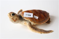 Taxidermy, small antique turtle, complete, 21cm L
