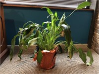 Live office plant