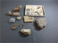 Fossil Rocks - C
