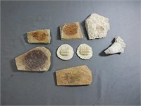 Fossil Rocks - B