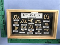 Display case filled with fossils that 45-70 millio