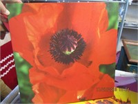 4 Oil on Canvas Flower Pics