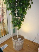 Faux Ficus with Uplight