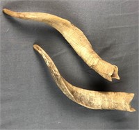 Pair of Shed Goat Horns