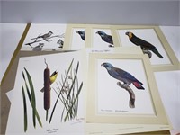Mid century Ray Harm tropical bird prints