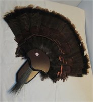 Nicely displayed turkey fan and beard.