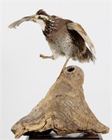 GROUSE MOUNT