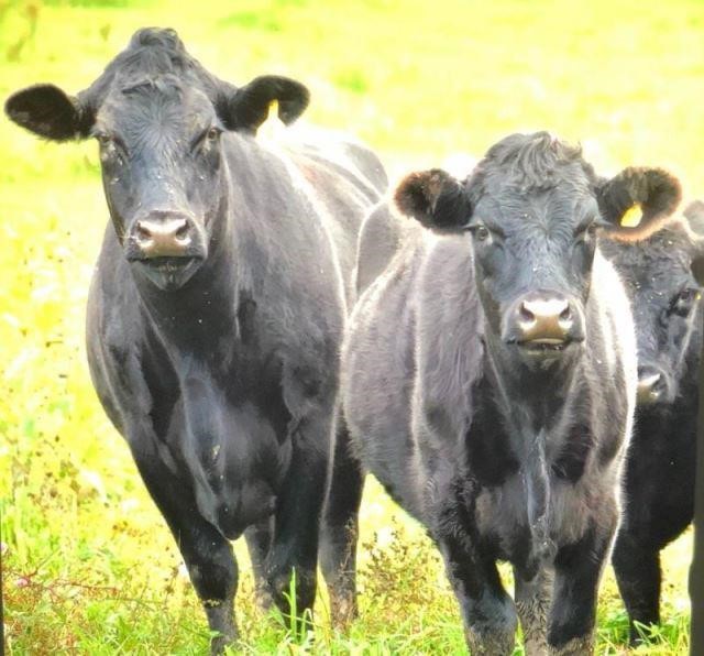 2018 CNY Beef Producers Sale