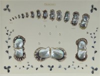 Cultured Pearl Life cycle Display