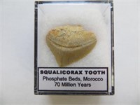 SQUALICORAX TOOTH (SHARK) FOSSIL (ORIGIN PHOSPHATE