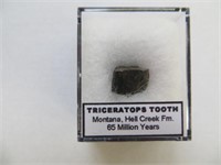 TRICERATOPS TOOTH FOSSIL (ORIGIN HELL CREEK