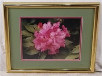 Gene Shipley Pink Flower Photo Print