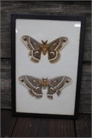 Cecopia Moths