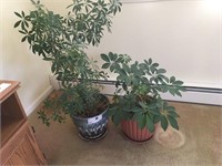 2 Plants w/ Pots