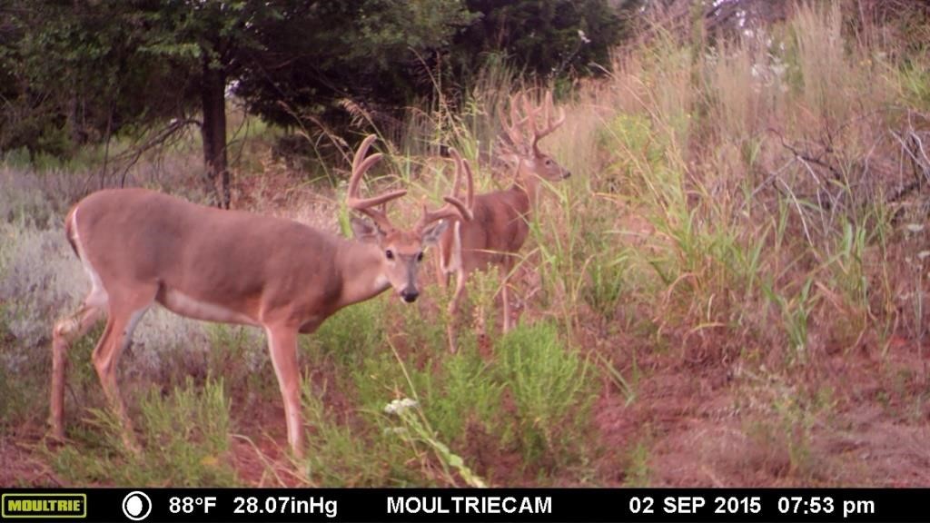 Oklahoma Hunting & Ranch Land for Sale 160 Acres Washita Co.