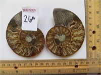 SPLIT POLISHED AMMONITE FOSSIL (3-4 INCHES)