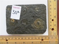 AMMONITE FOSSIL IN BLACK SHALE (2-3 INCHES)
