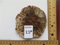 PETRIFIED WOOD COASTER 3-5 INCHES (BROWN)