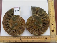SPLIT POLISHED AMMONITE FOSSIL (4-5 INCHES)