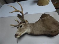 Deer head mount AS IS