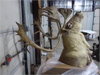 Caribou head mount AS IS