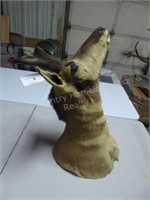 Antelope head mount AS IS