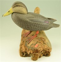 Outstanding full body standing Black Duck by