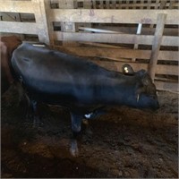 BLACK 7-3  900+-LBS HAS CALF