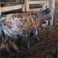 SPOTTED HAS CALF 6-4   975+- LBS