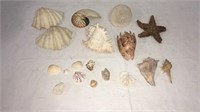 Gorgeous Decorative Shells T7A