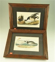 (2) Framed J.J. Audubon lithographs by J.T.