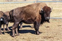 53rd Annual Custer State Park Fall Classic Bison Auction