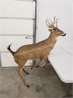 White Tail Deer Full Body