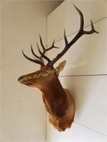 Elk