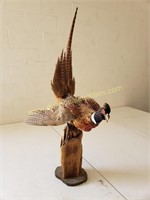 Pheasant