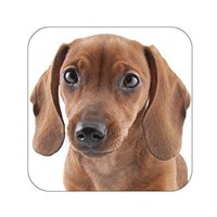 LittleGifts 4317 Coaster, Dachshund MDF