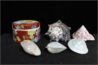 GROUPING: SHELLS AND ASIAN COVERED BOX
