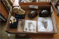 Group of animal bones and shells