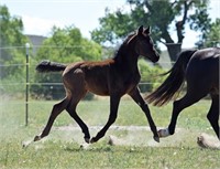 2018 Solomon Farm German Riding Pony Auction