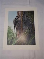 Signed R.S.Parker Red Cockaded Woodpecker Print
