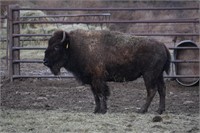 Flying H Buffalo Ranch Production Auction