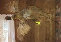 Taxidermy Full Body Pheasant Mount