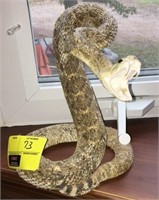 Taxidermy rattle snake