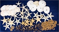 Large Lot of Starfish, Sand Dollars & Seahorses