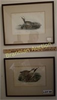 "Brewers Duck" & "Pintail Duck" Prints by Audubon