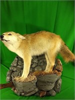 Coyote mount
